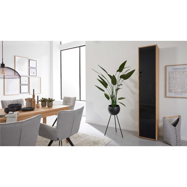Interliving Wohnzimmer Serie 2024 - Vitrine Eiche & Schwarzglas - eine Tür, Höhe ca. 208 cm