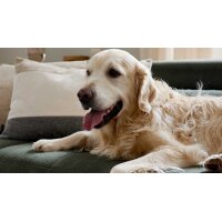 Interliving Sofa Serie 4303 – Nierenkissen moosgrüner Pfotenstoff Cyber - ca. 58 x 25 cm