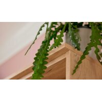Interliving Wohnzimmer Serie 2032 - Wohnwand Grau & Risseiche - Länge ca. 315 cm